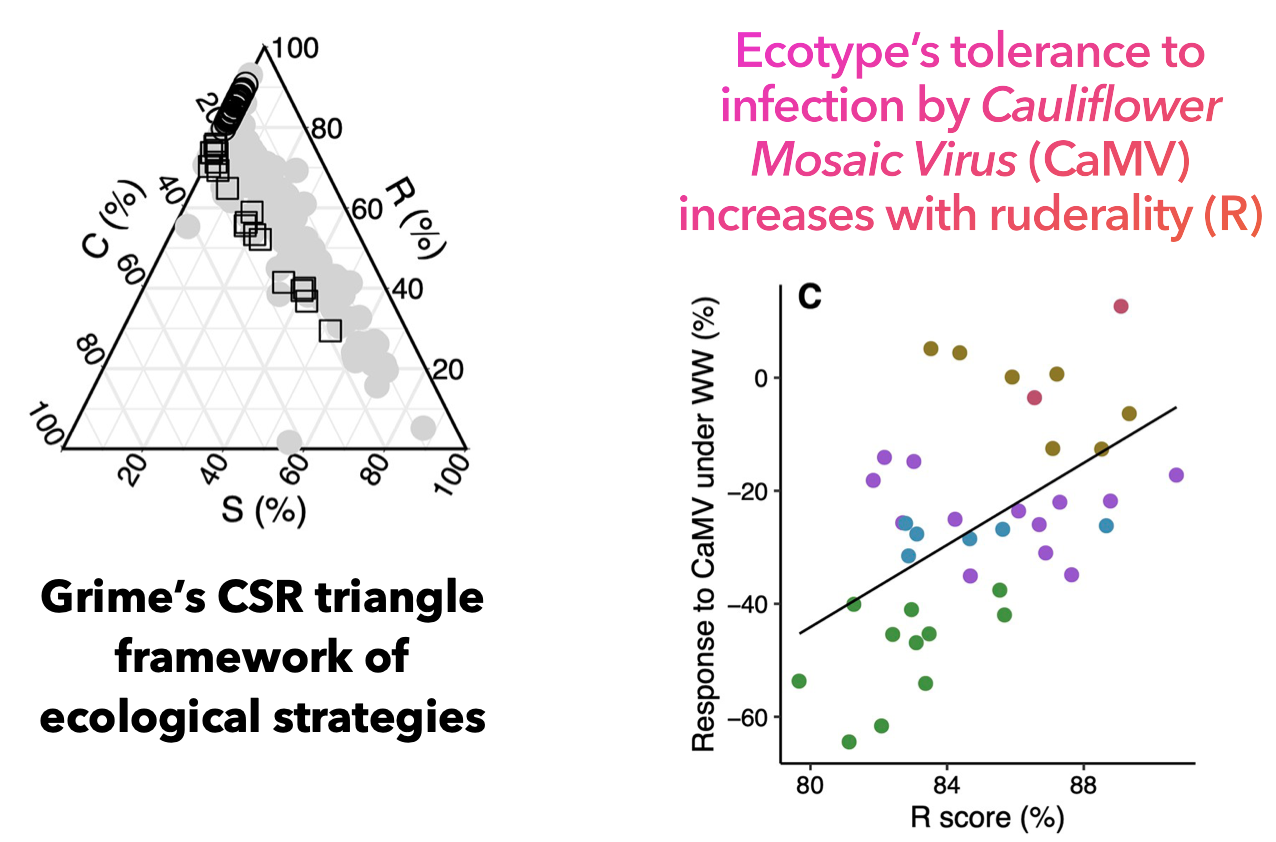 plant-ecological-strategies-virus-tolerance.png